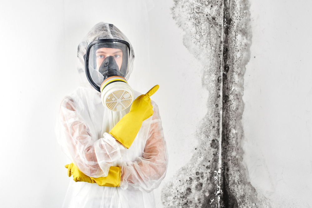 mold removal