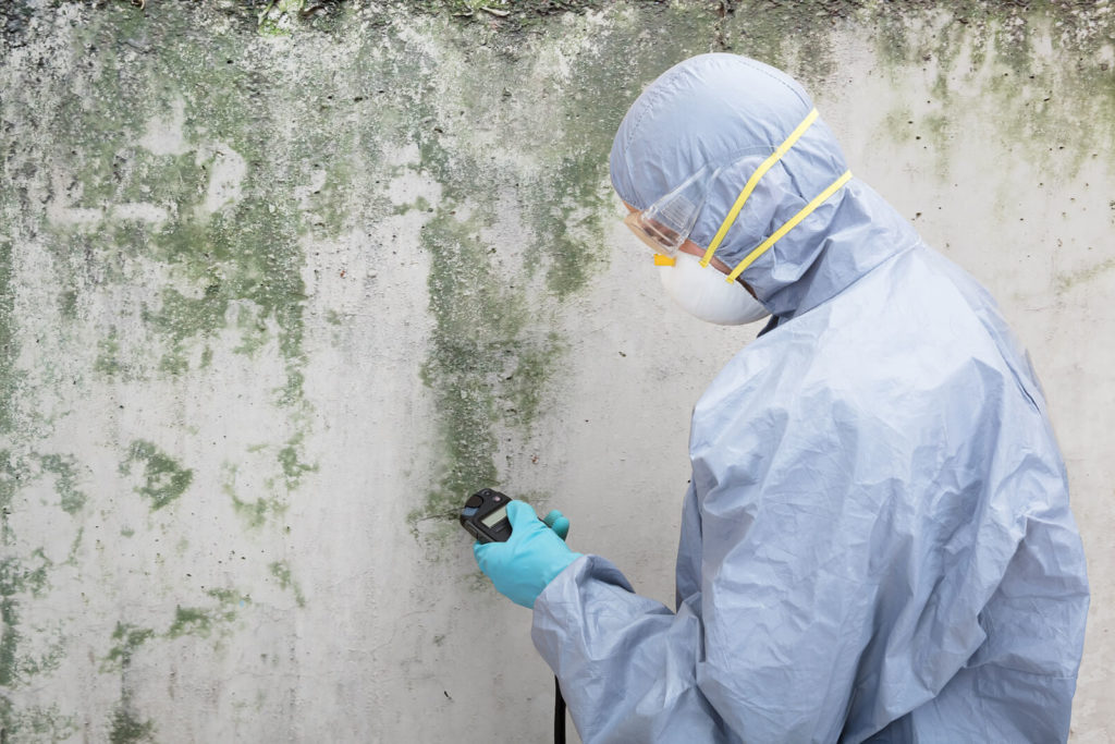 mold removal