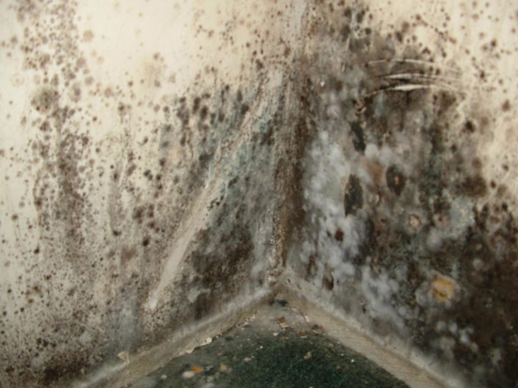 mold removal