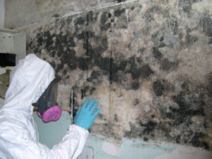 mold removal