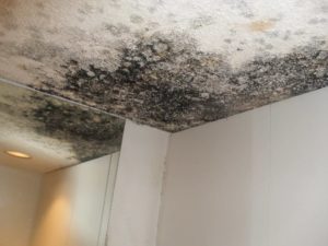 mold removal