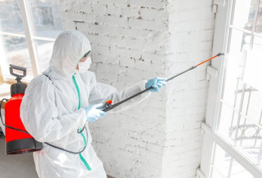 mold removal