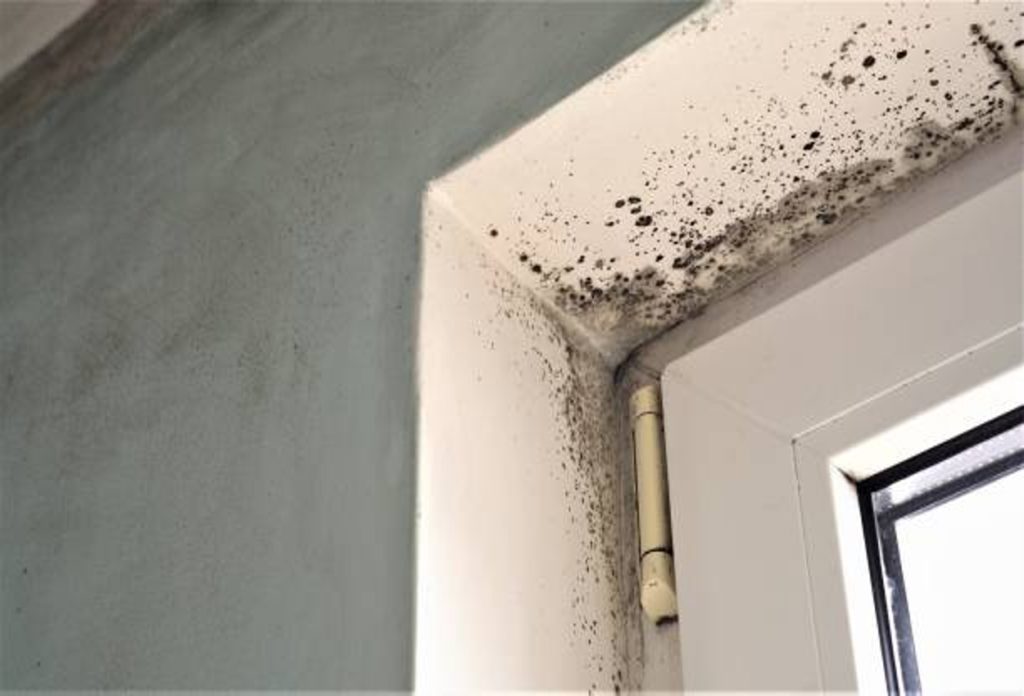 mold removal