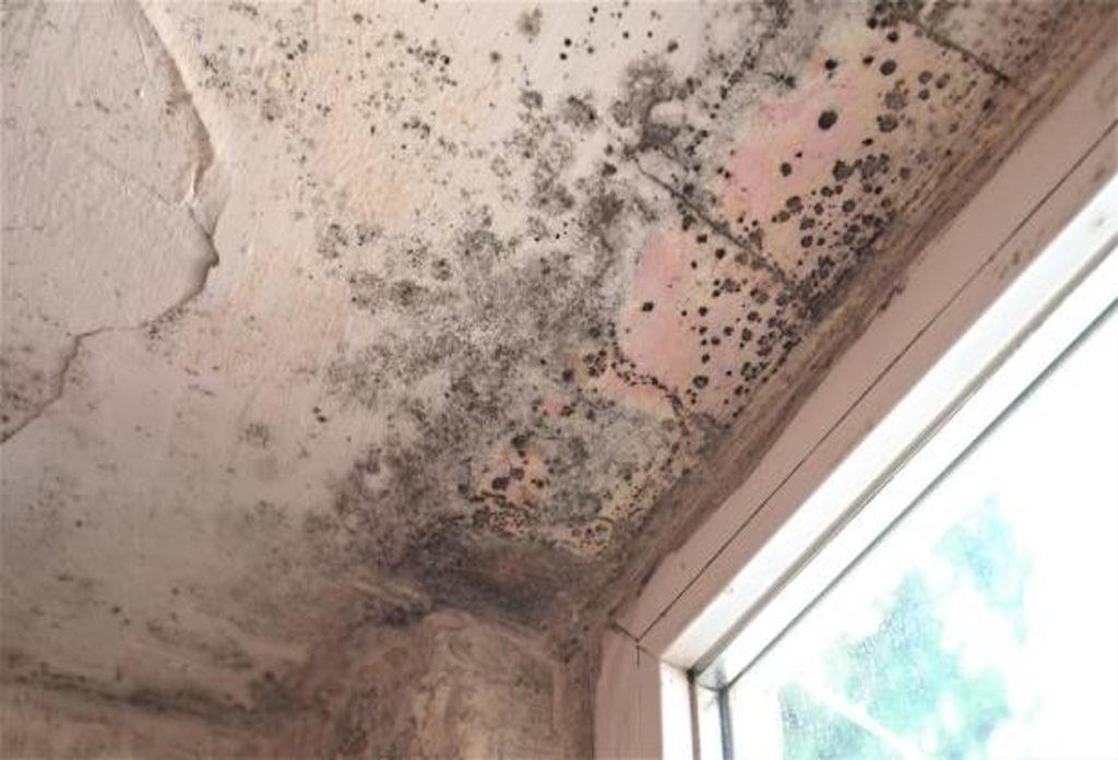 mold removal