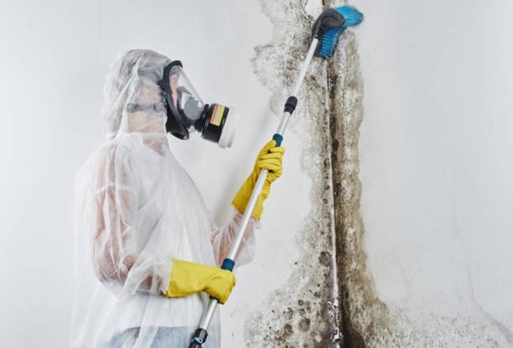 mold removal