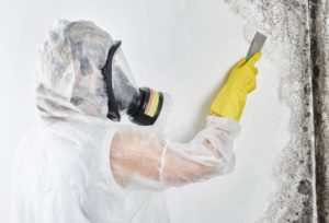 mold removal