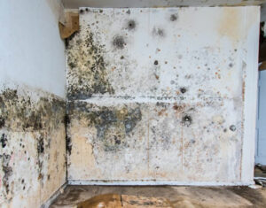 mold removal