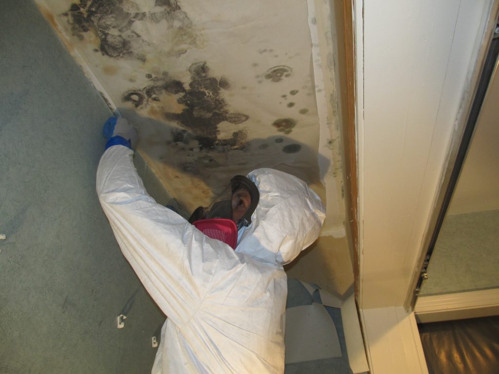 mold removal