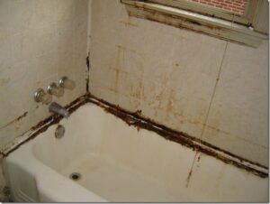 mold removal