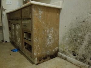 mold removal