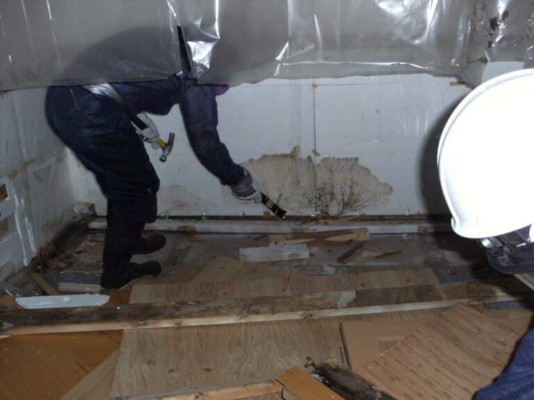 mold removal