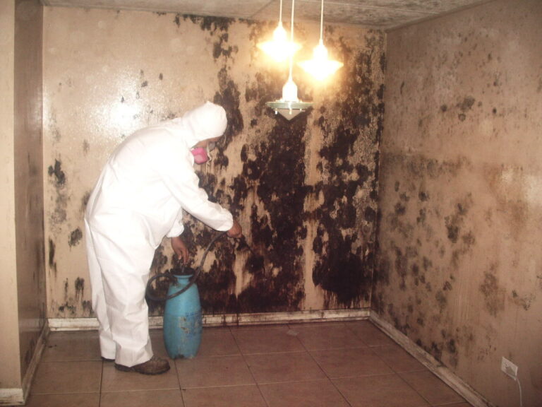 mold removal