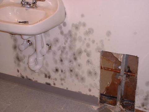 mold removal