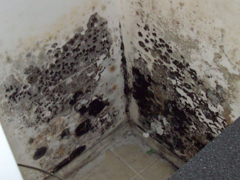 mold removal