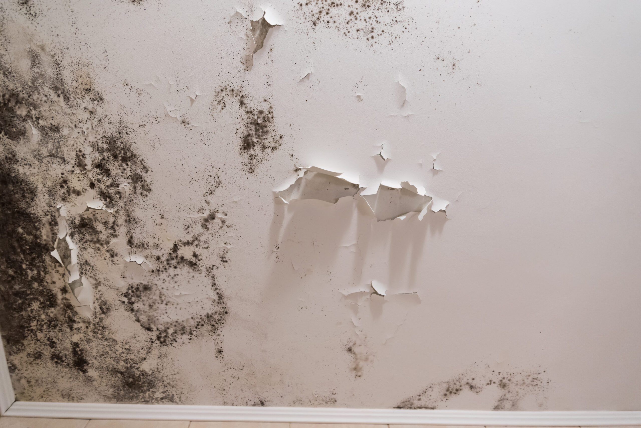 mold removal