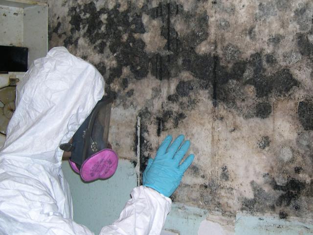 mold removal