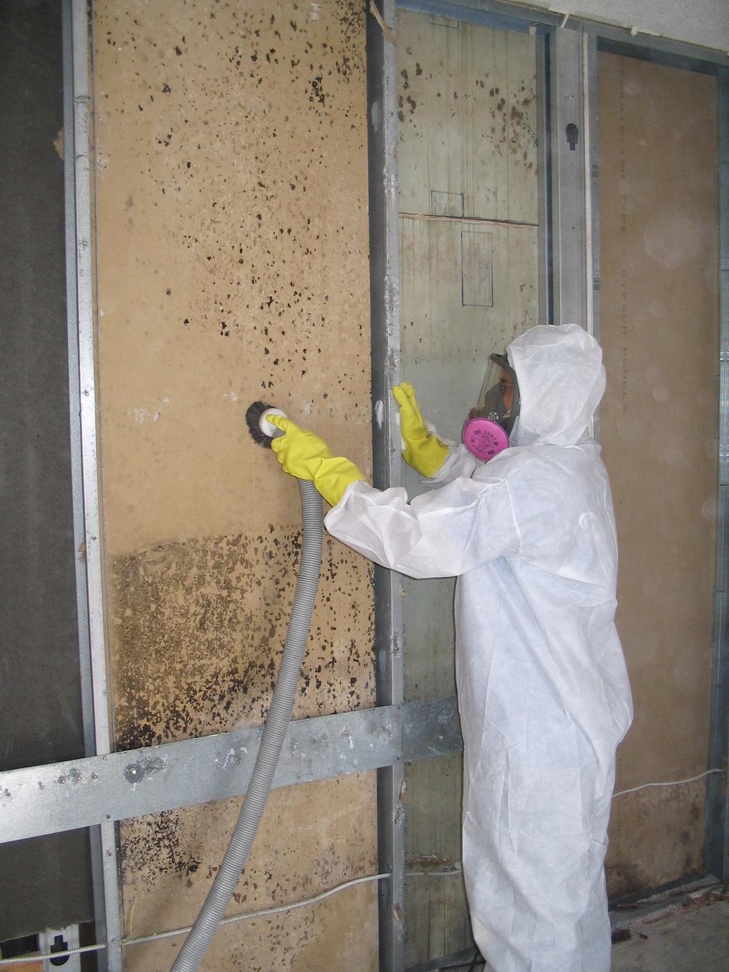 mold removal